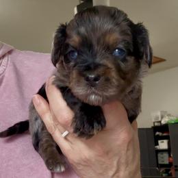 Ivy - Blue merle female Aussiedoodle puppy in Charlestown, Indiana from Forever Aussies and A Doodle