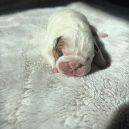 Ed - Red and white male Bulldog puppy in Little Rock, Arkansas from Freeway Bulls