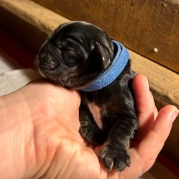 Turkey - Black and tan male Cocker Spaniel puppy in Warrensburg, Missouri from Hirt House Saints