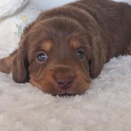 3000.. Brownie - Chocolate and tan male Dachshund puppy in Winter Haven, Florida from Gateway 2 Little Paws