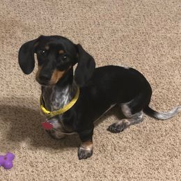Dottie - Dachshund