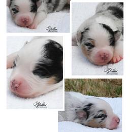 Girl 1 - Blue merle female Miniature American Shepherd puppy in Robinson, Texas from Stellar Miniature American Shepherds