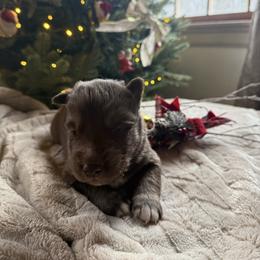 Rudolph - Red and white male Siberian Husky puppy in Ravena, New York from Osiris’s Siberians & Pomskies