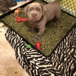 Labrador Retriever Puppies from KMC Gun Dogs