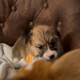 AKC Sable Brown - Sable male Pembroke Welsh Corgi puppy in Summerfield, Florida from Promise Land Farm
