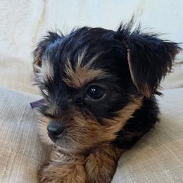 Lady Purple - Black and gold female Yorkshire Terrier puppy in Lebanon, Ohio from Teacup Yorkies for Adoption Near Lebanon Ohio LLC