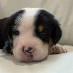 Greater Swiss Mountain Dog Puppies from Bugyal Kennel