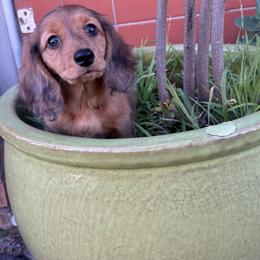 Caramel - Dapple male Dachshund puppy in Temecula, California from Naomi Magee's Dachshund Kennel