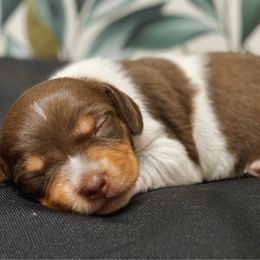 Cici - Chocolate and tan female Dachshund puppy in Portsmouth, Ohio from Tygart Creek Dachshunds