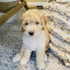 Australian Mountain Doodle, Bernedoodle, and Goldendoodle Puppies from Wynterwood Doodles