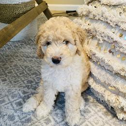 Australian Mountain Doodle, Bernedoodle, and Goldendoodle Puppies from Wynterwood Doodles