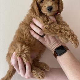 Labradoodle Puppies from Ruby Doo’s Doodles