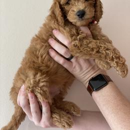 Labradoodle Puppies from Ruby Doo’s Doodles