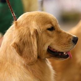 Golden Retrievers from Musicur Kennels