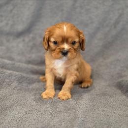 Nigel - Ruby male Cavalier King Charles Spaniel puppy in Romeoville, Illinois from KonopkaKennelsLLC