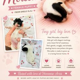 Mercedes - Black and white female Havanese puppy in Hawthorne, Florida from Havanese Acres