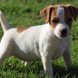 Yumi - Tan and white female Jack Russell Terrier puppy in Menifee, California from Wendover Terriers