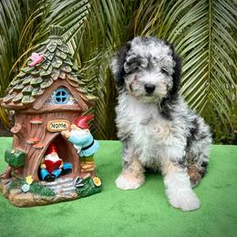 Bernedoodle and Cavapoo Puppies from Colorful-K9'S