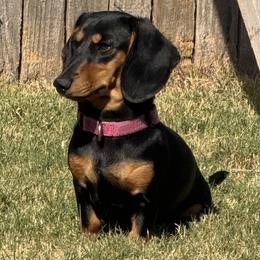 Emma - Dachshund