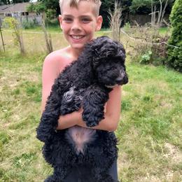 Australian Cobberdog Puppies from Lively Acres Cobberdogs