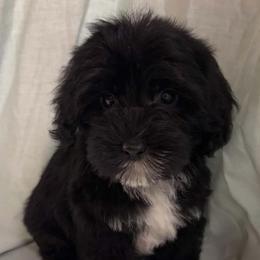 Macon - Black male Yorkipoo puppy in Lebanon, Kentucky from Mosaic Merle Doodles