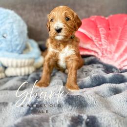Shark - Red  male Goldendoodle puppy in Garden Grove, California from Sunkissed Doodles