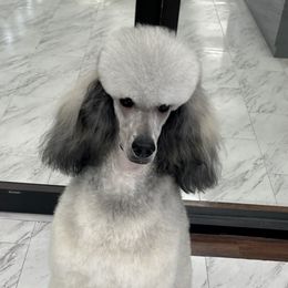 Anavrin  - Poodle