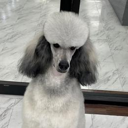 Anavrin  - Poodle