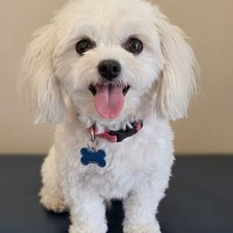 Gizmo - Maltipoo