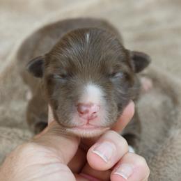 Green Collar - Red male Border Collie puppy in Courtland, Alabama from C Bar C Ranch Border Collies