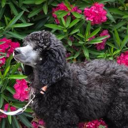 Misty - Silver female Poodle puppy in Greenville, North Carolina from Grace Poodles