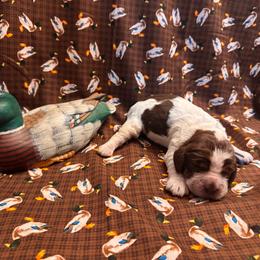 Walter - Tri-Roan male English Springer Spaniel puppy in Braidwood, Illinois from A & R Springers