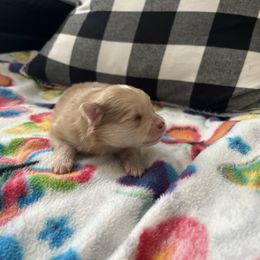 Stella - Chocolate parti female Pomeranian puppy in Randleman, North Carolina from Luxurious Poms