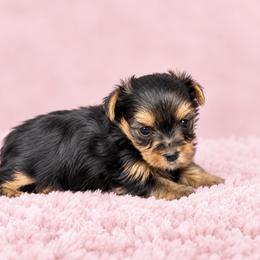 Maltese and Yorkshire Terrier Puppies from Maltese Dollhouse
