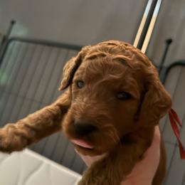 Archie - Red - Red  male Poodle puppy in Keedysville, Maryland from Sunshine Red Standard Poodles