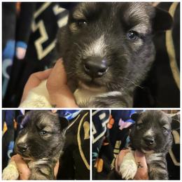 Black or agouti white collar female - Black female Siberian Husky puppy in Wheeling, West Virginia from Powells Huskies