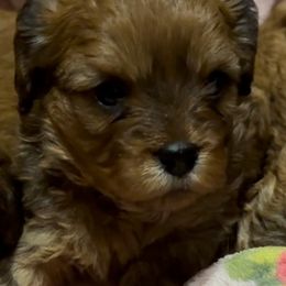 Solid brindle girl - Brown female Cavapoo puppy in Southside, West Virginia from Double Diamond Cavapoos