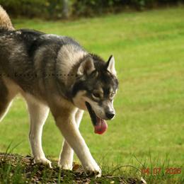 Flora - Siberian Husky