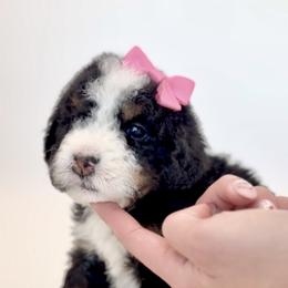 Bernedoodle, Cavapoo, and Goldendoodle Puppies from Blackberry Farm Puppies