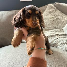 Nutella - Dachshund
