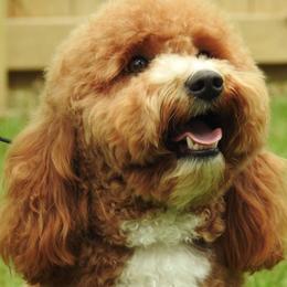 Goldendoodle adult dog