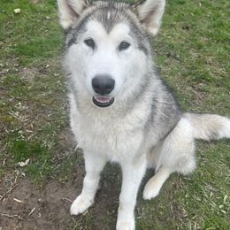 Rio - Gray and white male Alaskan Malamute puppy in Mount Morris, Michigan from Knightmute-Nikos Malamutes