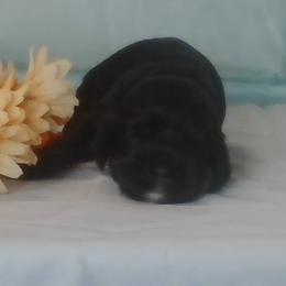 Abigail - Black female Cocker Spaniel puppy in Crossville, Tennessee from Timber Sunrise Cockers