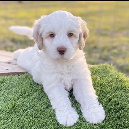 Australian Labradoodle Puppies from Integrity Labradoodles