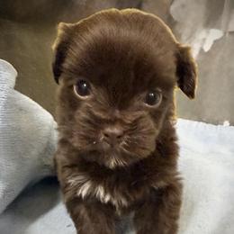 Coco Bean - Chocolate male Havanese puppy in Lancaster, South Carolina from 3 Bs Havanese-PUPPIES with  PURPOSE