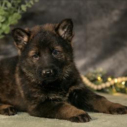 German Shepherds from D.S. Canine