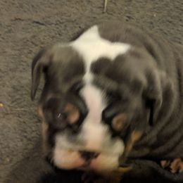 Boxer puppies from Perry Hill Bullies