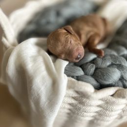 Poodle Puppies from Miller Creek Standard Poodles