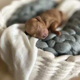 Poodle Puppies from Miller Creek Standard Poodles