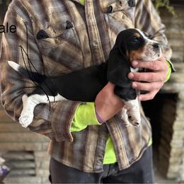 Girl 2 - Black brown and white female Basset Hound puppy in Hudson, Michigan from Bachman’s Kennel